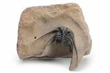 Kettneraspis Trilobite With Long Occipital - Lghaft, Morocco #226080-2